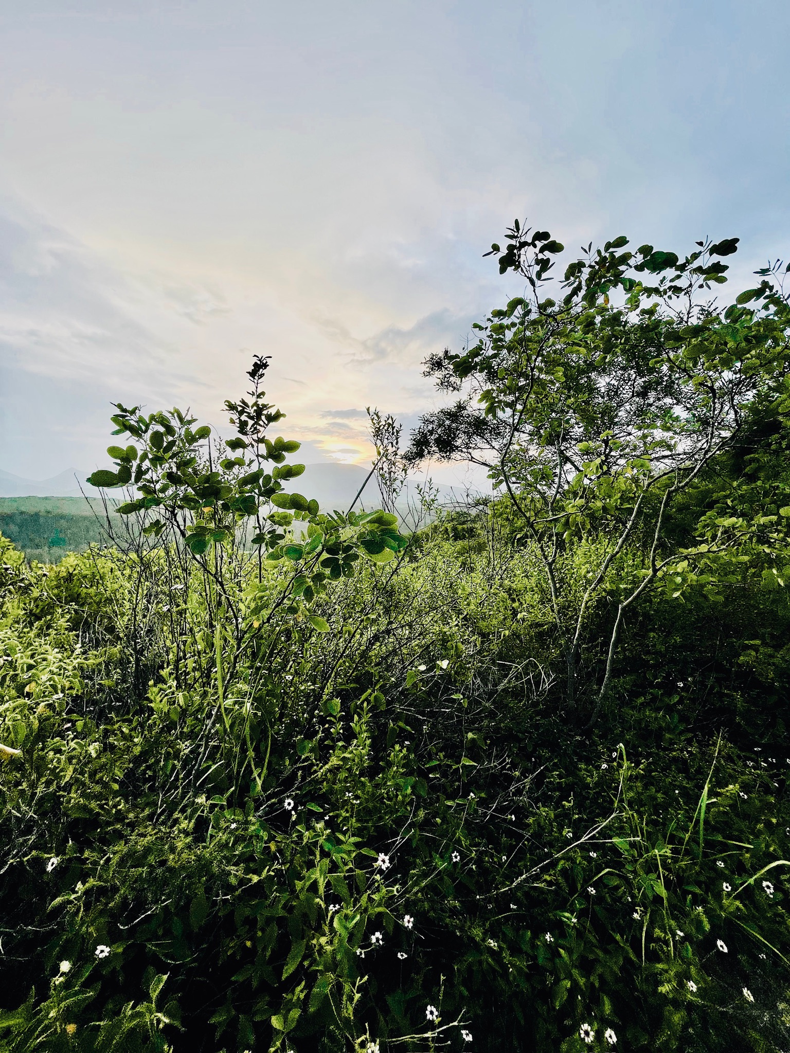 Naturaleza, conexión y movimiento.